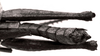 CollectionObject 1502819; 5c1fd3ce-3772-42c9-bdb0-9b6e749abf34: Image Carbonell, C.S. male abdomen end, dorsal view. (CollectionObject).
