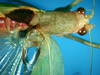 CollectionObject 1500518; c8466fbb-9028-491c-b762-6ff56b613eef: male head and pronotum, dorsal view (syntype of Cestromoecha mundamensis). (CollectionObject).