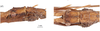 CollectionObject 1597511; 945e78ad-654c-4482-a6ed-ec8ce8062cb7, QIMR T250908: copyright QM. male: head, lateral & dorsal views (holotype). (CollectionObject).