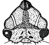 Nymph: !! display not done !! on Heliria gibberata Ball, 1925: (Observation).