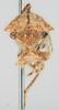 Head: !! display not done !! on Heliria fagi (Fitch, 1851): (Observation).