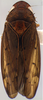 Habitus, dorsal view on Coarctana oricula Domahovski & Cavichioli, 2023: Male holotype [DZUP]: habitus, dorsal view. (Observation).