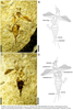 Grammoderma kocareki Yin, Shih, Engel & Ren, 2024: Grammoderma kocareki, female. (Otu).