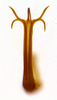 Aedeagus, posterior view on Carapona vulta (DeLong & Freytag, 1975): Male [DZRJ]: aedeagus, posterior view. (Observation).