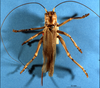 CollectionObject 1516633; NHMUK9106830, e5872240-a726-4f9e-8f7c-eed8c3bae99e: female, dorsal view (type of Paragryllacris insignis). (CollectionObject).