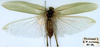 CollectionObject 1517530; d9195046-a080-45e9-830f-2104a01fb1c7: female (holotype). (CollectionObject).