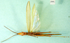 CollectionObject 1500261; a5a184c3-dfac-4f85-9c01-2de6d0a55eb6: male, ventral view (paratype). (CollectionObject).