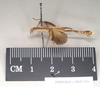 CollectionObject 1560629; 4f1e263e-c78a-4e70-8a15-e4ebcc5b90c0: copyright Natural History Museum, London. male, lateral view (paralectotype). (CollectionObject).;CollectionObject 1560630; 81cde4ba-3fde-4f61-9420-4172a1b4f9c5: copyright Natural History Museum, London. male, lateral view (paralectotype). (CollectionObject).