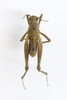 CollectionObject 1593083; 66fd689f-ef3f-461b-b1a4-4dddd4e7d77c: male, dorsal view (allotype). (CollectionObject).