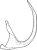 Aedeagus, lateral view on Empoascanara (Empoascanara) prima Distant, 1918: Aedeagus, lateral view. (Observation).