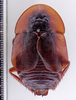 CollectionObject 1588600; 28ba732b-4f66-424f-8e4c-b96dda2a09f2: Photo by Heidi Hopkins. ANSP Aspiduchus cavernicola. (CollectionObject).