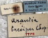 CollectionObject 1539775; b4797a1c-72f3-4213-ac57-10e0ac17fc21: labels (male syntype). (CollectionObject).