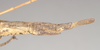 CollectionObject 1559814; 2a298c8a-596c-4db2-aba1-84063b998a7b: copyright Natural History Museum, London. female: end of abdomen, lateral view of Necroscia sarpedon (syntype). (CollectionObject).;CollectionObject 1559815; 3368a023-0585-4ab9-967a-1f3367d9a27c: copyright Natural History Museum, London. female: end of abdomen, lateral view of Necroscia sarpedon (syntype). (CollectionObject).