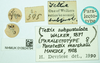 CollectionObject 1587050; 7bd76f55-aee3-429a-8337-32115fdc5a66, NHMUK010924794: female, labels (paralectotype). (CollectionObject).