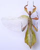 CollectionObject 1563789; 5b10d22d-af0e-47c1-91c2-a42b210e7a8c: copyright Frank Hennemann. male (paratype). (CollectionObject).;CollectionObject 1563790; 5c187bc6-6fe4-4e1b-9b51-02e6705f60bc: copyright Frank Hennemann. male (paratype). (CollectionObject).;CollectionObject 1563791; 1cdca1c3-0876-4f92-96b7-f5c06c13a0b7: copyright Frank Hennemann. male (paratype). (CollectionObject).