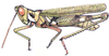 Bootettix argentatus Bruner, 1889: male habitus. (Otu).