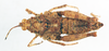 CollectionObject 1502377; 225b759f-d276-47f4-867c-b1b117903db2: female, dorsal view (paralectotype). (CollectionObject).