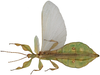 CollectionObject 1582828; Depo SF.DepoID 3768, Coll. RC 16-258, ce8f56f7-172e-4783-b561-e13e2cd1c18e: copyright Montreal Insectarium. male, dorsal view (holotype). (CollectionObject).