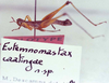 Eutemnomastax caatingae Descamps, 1982: Image Carbonell, C.S. male (holotype). (Otu).