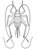 Parapteronemobius sazanami sazanami Furukawa, 1970: Fig. 346 (reproduced with permission). female, dorsal view (body length 10.2 - 11.5 mm). (Otu).