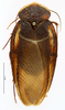 CollectionObject 1587509; MNHN(SF IMPORT DUPLICATE) MNHN-EP-EP835, d2bc1af9-b523-4d19-8050-448b01301d9e: CC BY-NC-ND 4.0/MNHN - Depraetere Marion - 2014. Type, male, of obscura Chopard, 1929. Specimen number: MNHN-EP-EP835. http://coldb.mnhn.fr/catalognumber/mnhn/ep/ep835. (CollectionObject).