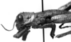 CollectionObject 1507367; 67c4dc41-733f-4c97-8b63-a41a83c47cf6: Image Carbonell, C.S. male head and pronotum, lateral view (allotype). (CollectionObject).