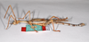 CollectionObject 1559876; 844cc4b3-630b-46e6-a05d-719e20513909: copyright ZMHB, Berlin. male, lateral view of Cyphocrania acanthomera (holotype). (CollectionObject).