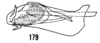 Aedeagus, lateral view: (Observation).