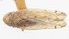 Habitus, dorsal view: !! display not done !! on Osbornellus ritanus Ball, 1932: (Observation).