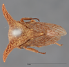 Habitus, dorsal view on Platycentrus acuticornis Stål, 1870: (Observation).