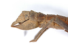 CollectionObject 1562227; a58ba5bd-848a-4ed4-a2b4-73916533b18f: Copyright MNCN, Madrid. female: end of abdomen, lateral view (syntype). (CollectionObject).;CollectionObject 1562228; 04fc29ef-48b7-4a14-bdec-ef4159c0b62c: Copyright MNCN, Madrid. female: end of abdomen, lateral view (syntype). (CollectionObject).