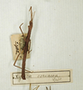 CollectionObject 1562375; 3d377555-2c73-4a1c-878b-711f1e53cb9b: copyright MNHN, Paris. male (holotype). (CollectionObject).