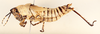 CollectionObject 1477848; 5a3b6554-d523-4f33-a193-4c923dceec80: female, lateral view (lectotype of Zonocerus elegans variety brevipennis). (CollectionObject).