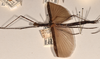 CollectionObject 1561952; 2c148389-cc75-4437-afa4-7157f73aaf18: copyright OUMNH. female, lateral view of synonym Necroscia tenebrosa (syntype). (CollectionObject).