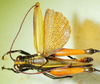 CollectionObject 1498827; b4f7727e-1f33-4456-9479-f8b186356cc6: 2012. male, dorsal view. (CollectionObject).