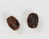 Isagoras perillus (Stål, 1875): copyright NMW, Vienna. female eggs extracted from holotype. (Otu).
