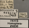 Other: !! display not done !! on Amplicephalus (Amplicephalus) osborni (Van Duzee, 1892): Labels. (Observation).