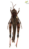 Female. Dorsal view Depicts CollectionObject 1861677; Unioeste Cascavel K-0059B, 9e1725ab-f416-4fa4-bee9-5697c5629e76, a CollectionObject.
