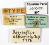 CollectionObject 1587439; MNHN(SF IMPORT DUPLICATE) MNHN-EP-EP897, 13a25d25-1d68-4cee-9fd2-cd44ac34366f: CC BY-NC-ND 4.0/MNHN - Depraetere Marion - 2014. Type, male, of abbreviata Chopard, 1938. Specimen number: MNHN-EP-EP897. http://coldb.mnhn.fr/catalognumber/mnhn/ep/ep897. (CollectionObject).