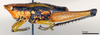 CollectionObject 1535525; 5b2443fd-ee27-4da9-a2b2-43aabaa0fbb9: male, lateral view (holotype). (CollectionObject).