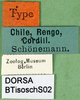 CollectionObject 1501725; 6b179d61-d873-4b49-843b-5c5be19ee5d4: labels (syntype). (CollectionObject).