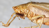 CollectionObject 1531549; NMW 16567, 80a718bc-8b25-477f-bae3-b4d7dcf80616: male, head and pronotum, lateral view (syntype). (CollectionObject).