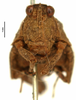 female, frontal view (syntype). Depicts CollectionObject 1578174; OUM 735 2/4, fe9597ab-ab91-4f26-a856-a2454ceec704, a CollectionObject.