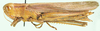 Petamella fallax Giglio-Tos, 1907: female, lateral view. (Otu).