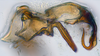 Aedeagus, lateral view: (Observation).