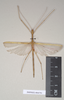 CollectionObject 1560024; NHMUK(SF IMPORT DUPLICATE) 844791, 3df16e20-8d97-4e8f-a31b-503c6561587f: copyright Natural History Museum, London. male (syntype). (CollectionObject).
