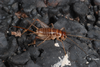 Gryllomorpha (Hymenoptila) lanzarotensis (Kevan & Hsiung, 1992): (Canary Islands). (Otu).