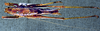 CollectionObject 1503227; 751d101e-5ddc-4878-9fb5-2d07cf13e1c2: male habitus dorsal view. (CollectionObject).
