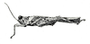 Platygavialidium formosanum (Tinkham, 1936): Fig. 58. male habitus (Formosa, Taihorin). (Otu).