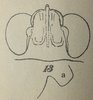 Apterotettix obtusus Hancock, 1904: female, drawing (syntype). (Otu).